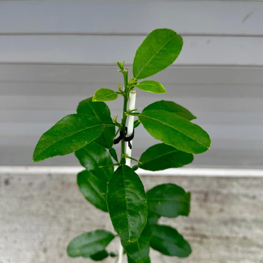 Citrus Macrophylla Rootstock