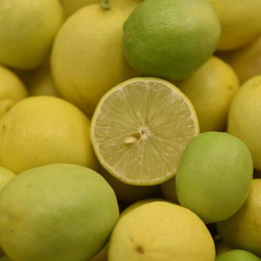 Miniature Lime
