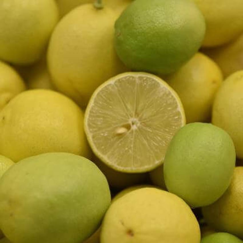 Lime Tree Computer Science Mexican Lime Trees
