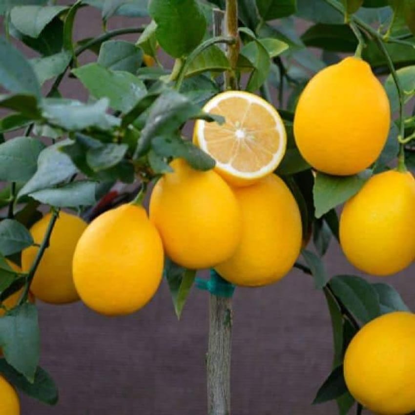 Dwarf Lemon Tree dwarf-lemon-tree