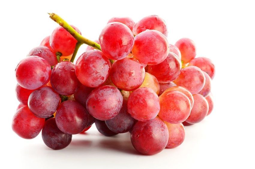 Afledning skrige åndelig Suffolk Red Seedless Grape Vine