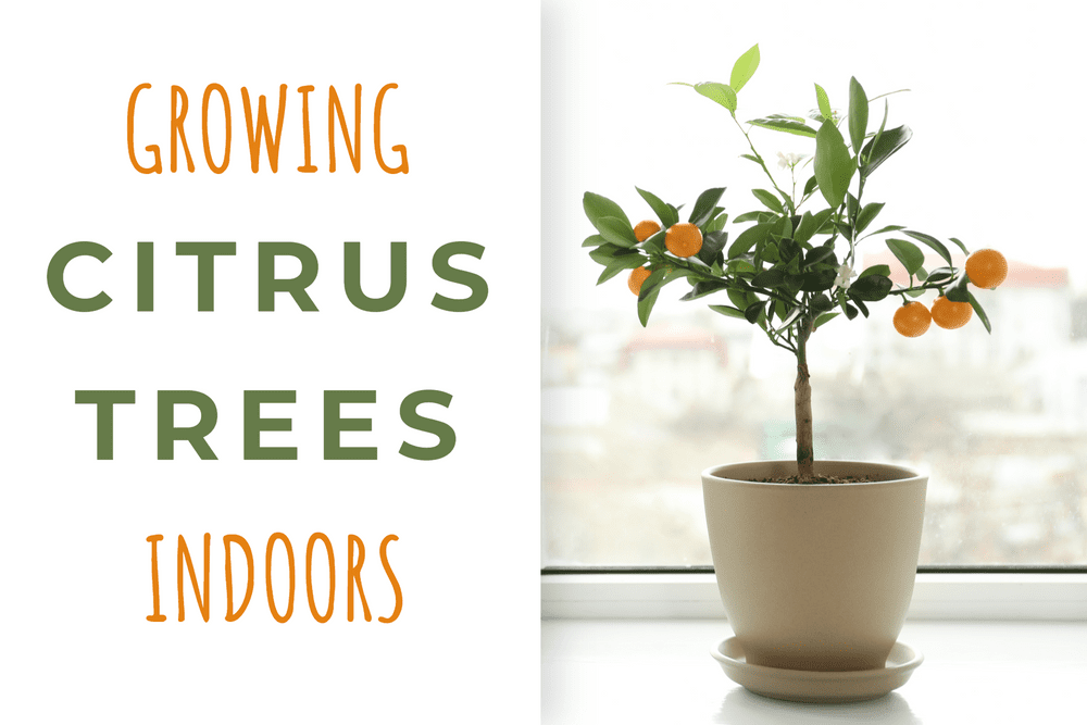 Growing Citrus Trees Indoors! Featured