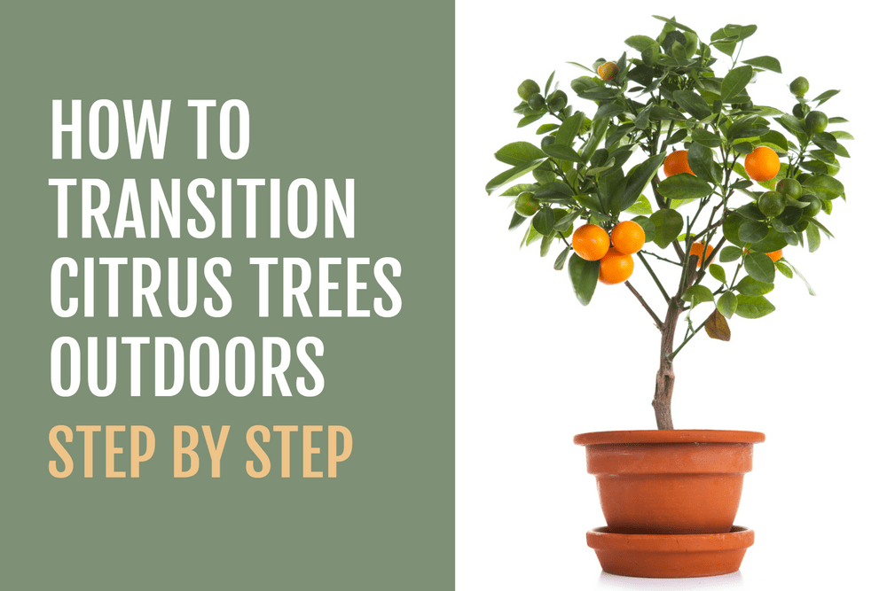 How to Transition Citrus Trees Outdoors in the Spring Featured