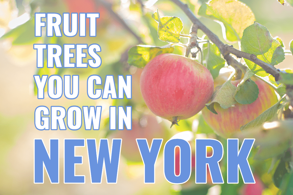 What fruit trees can I grow in New York? Featured