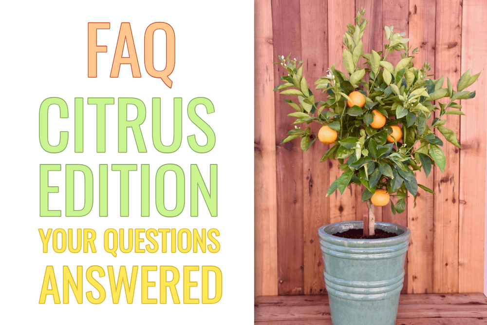 FAQ's: Citrus Tree Edition Featured