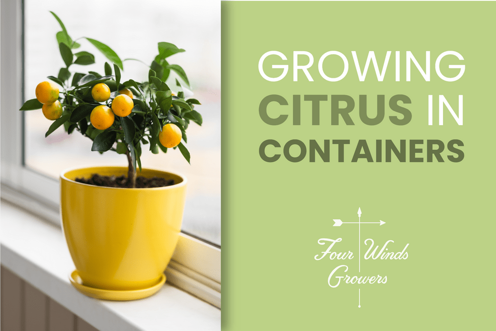 Guide to Growing Citrus in Containers! Featured