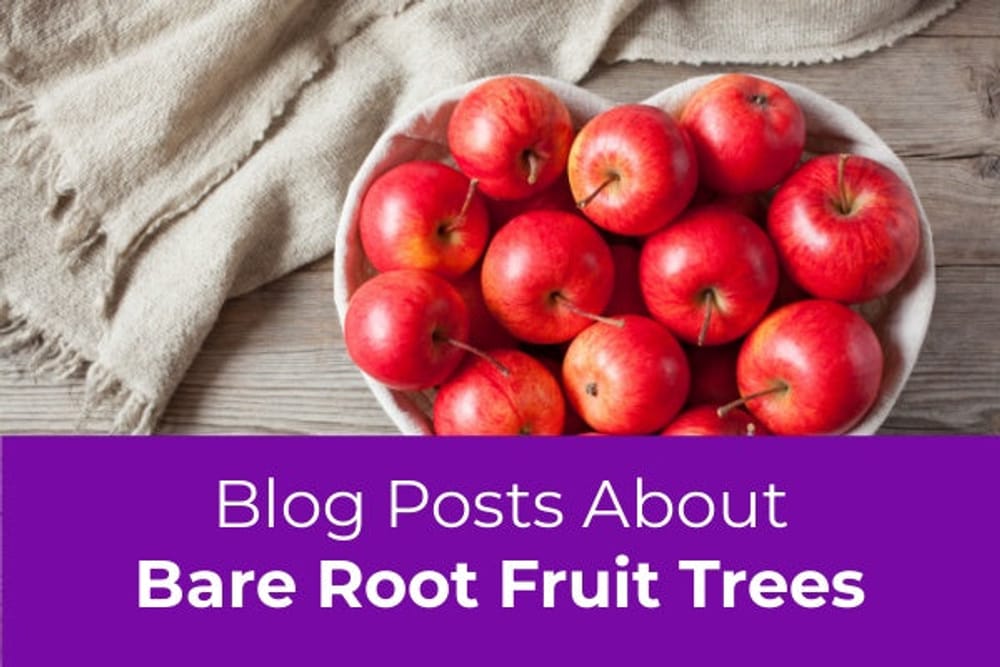 Learn More About Bare Root Fruit Trees Featured