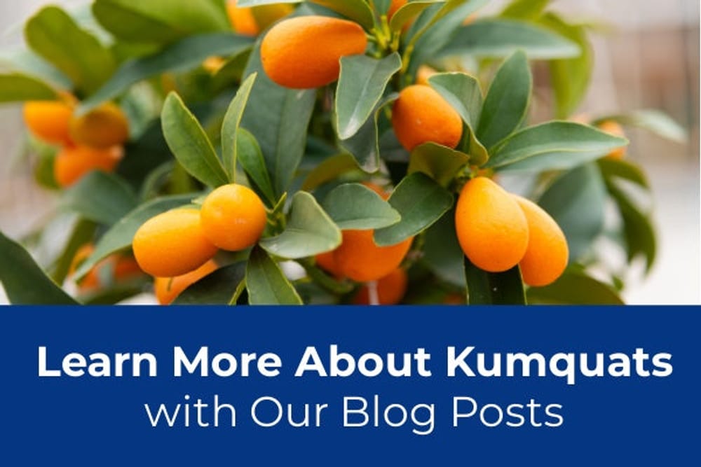Learn More About Growing Kumquats Featured