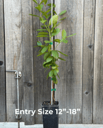 small-image