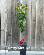 small-image