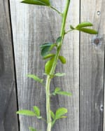 small-image