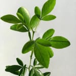 small-image
