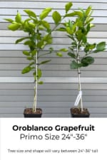 Oroblanco - Semi-Dwarf Grapefruit Tree for Sale Oroblanco - Semi-Dwarf Grapefruit Tree for Sale