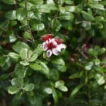 small-image