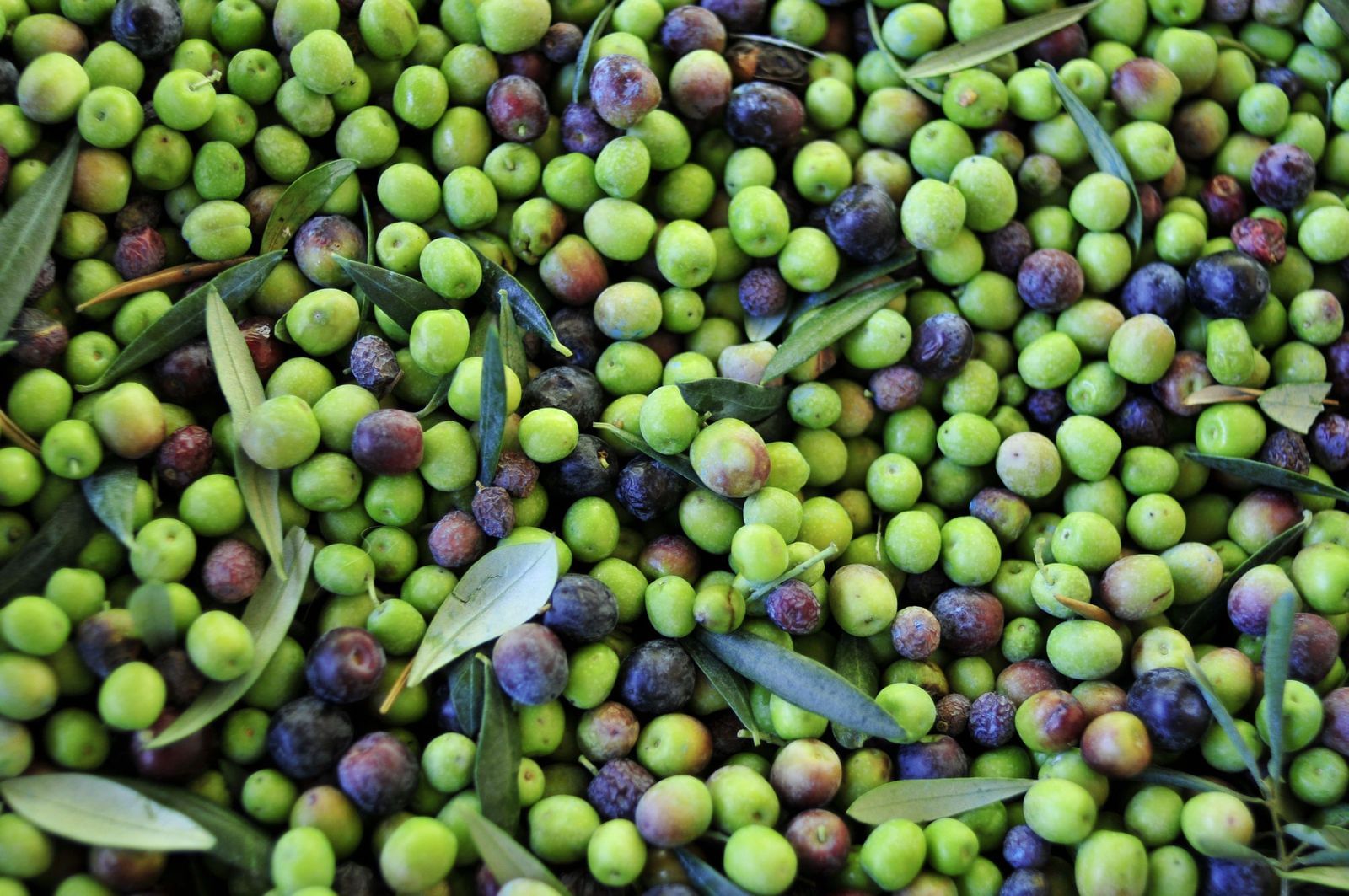 Growing Olives Background