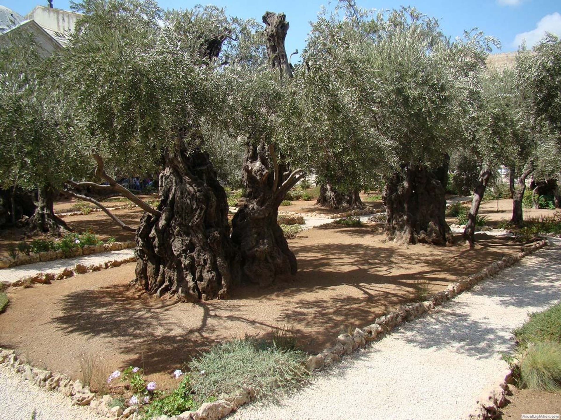 Monte de los Olivos Jerusalén