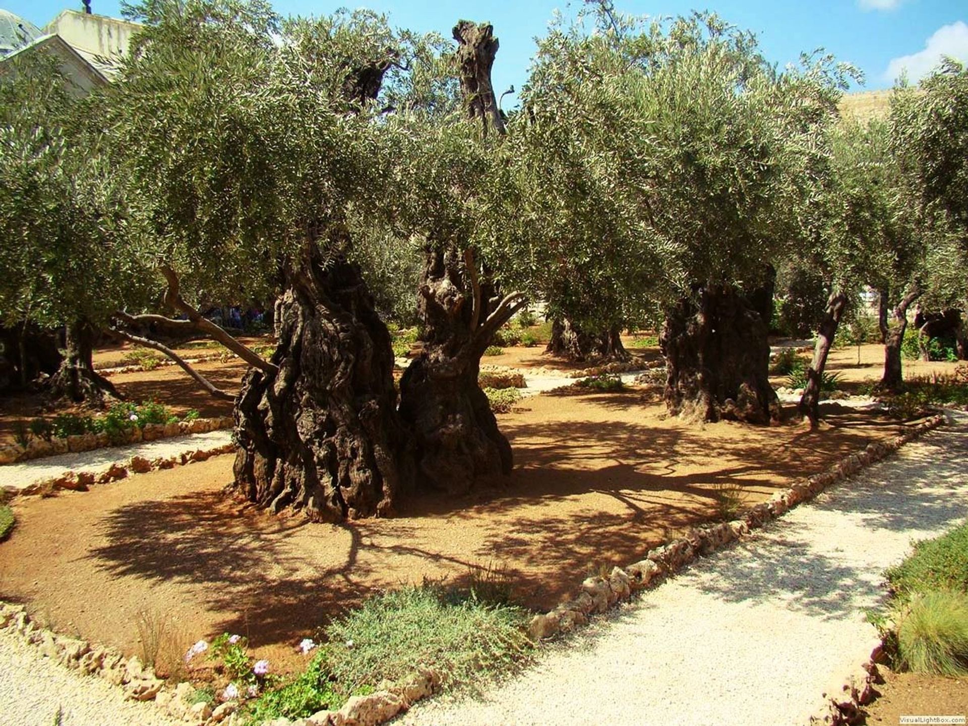 Monte Olivos Jerusalén