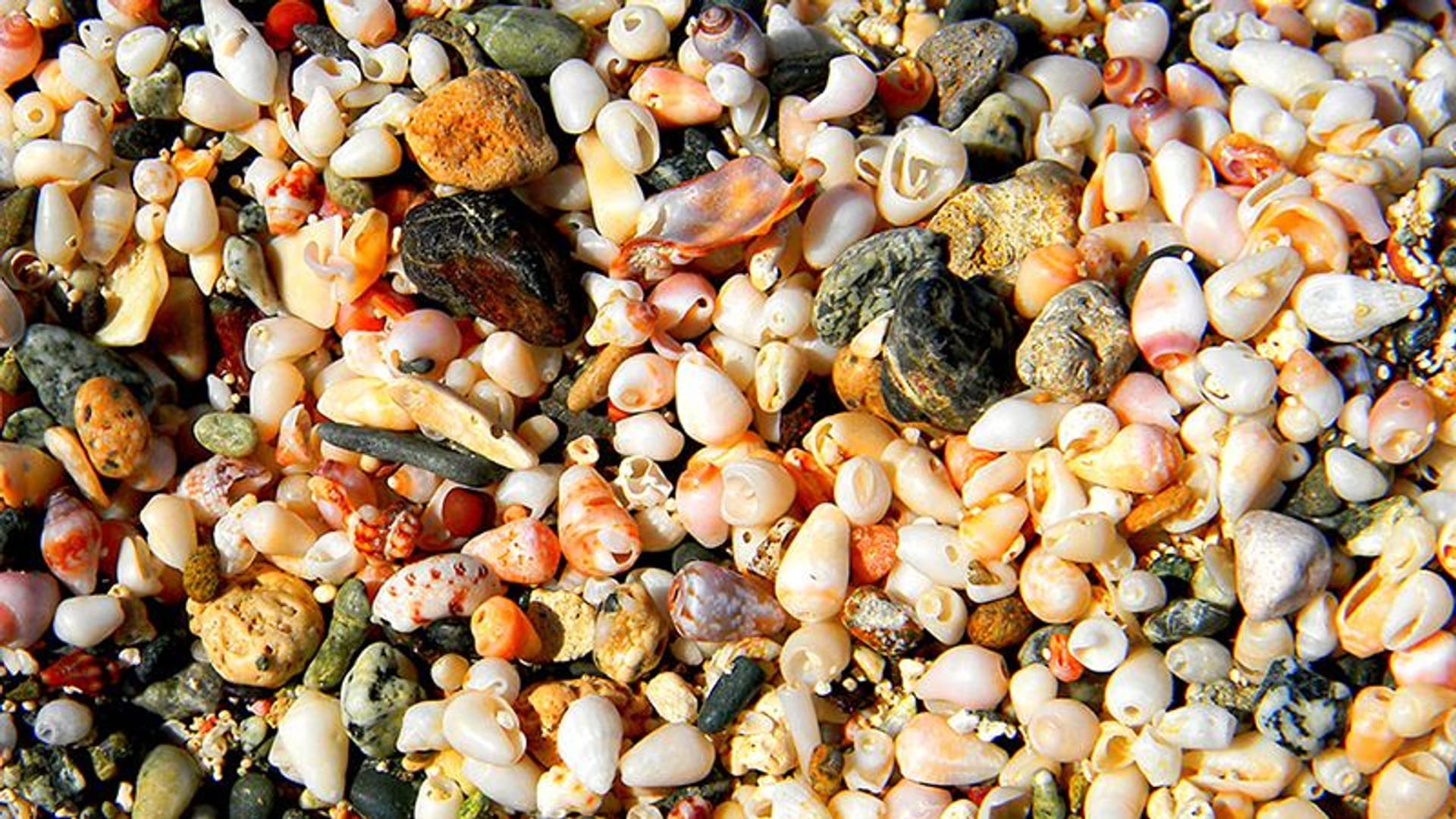 Conchas en las playas de la isla