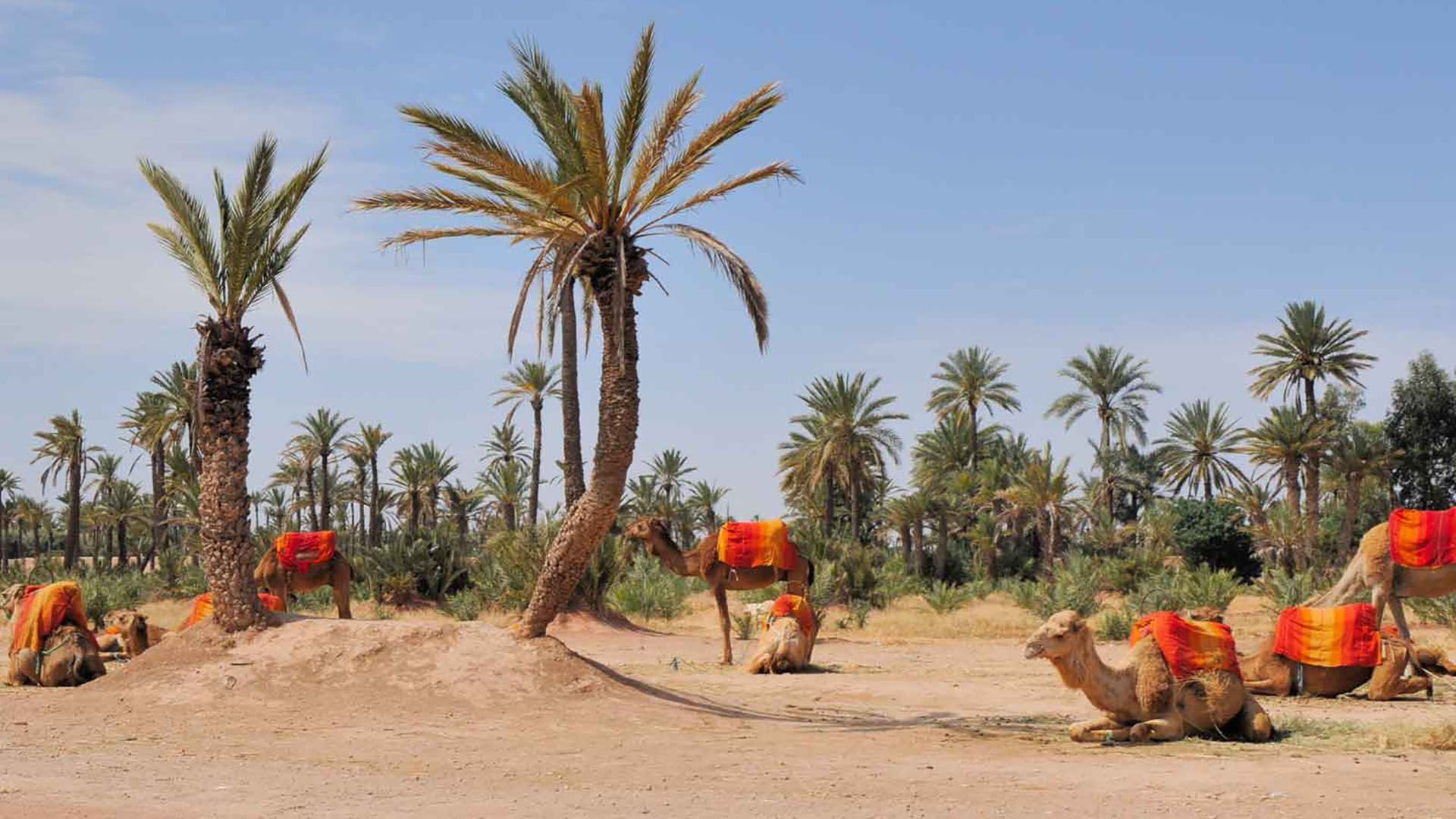 Palmeras Marrakech