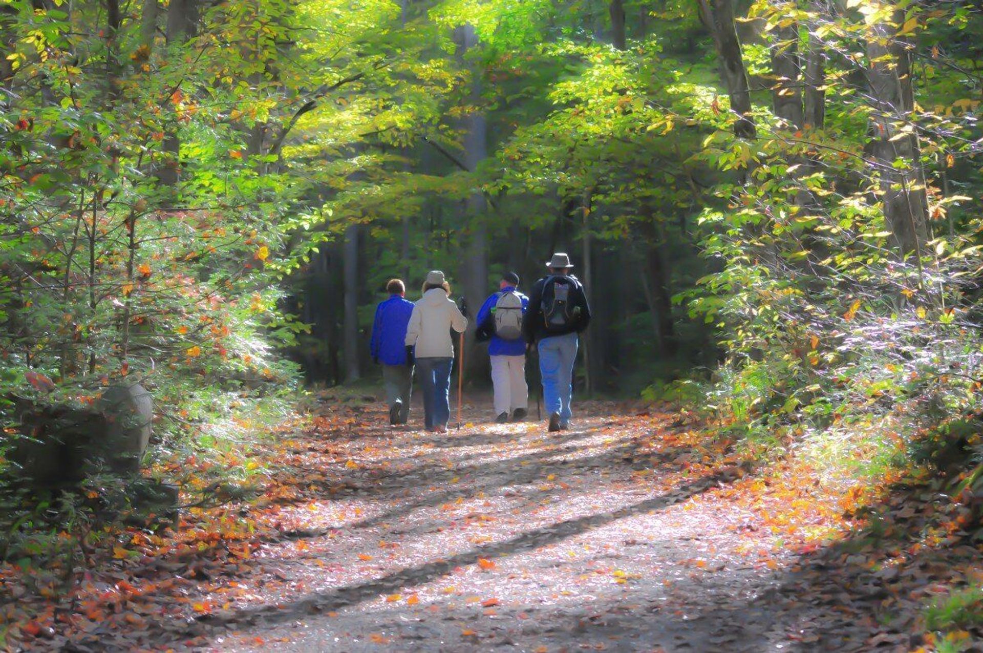 Paseo por los bosques