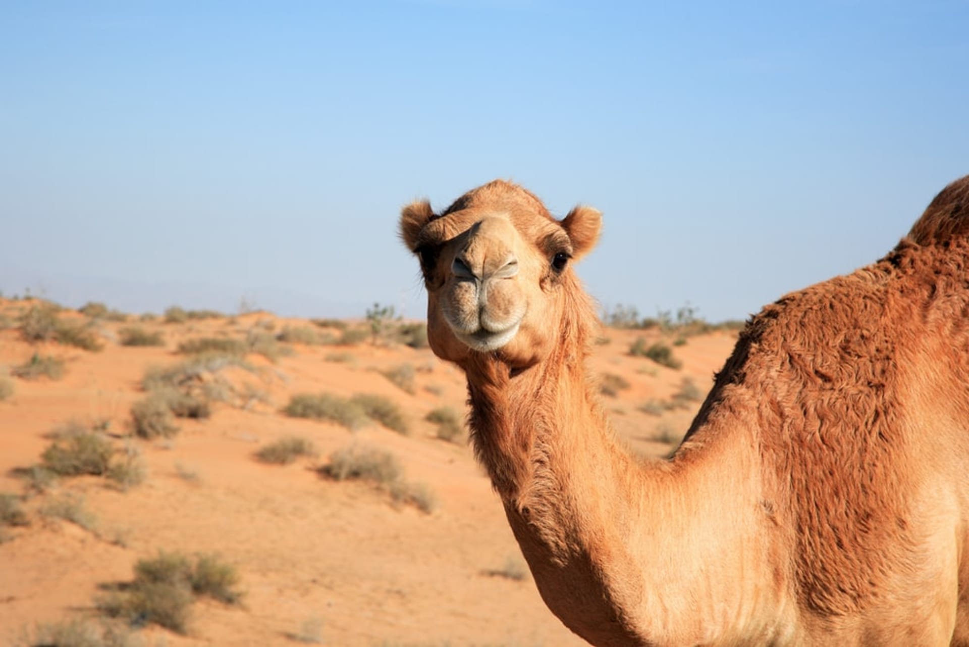 AL AIN DESDE DUBAI