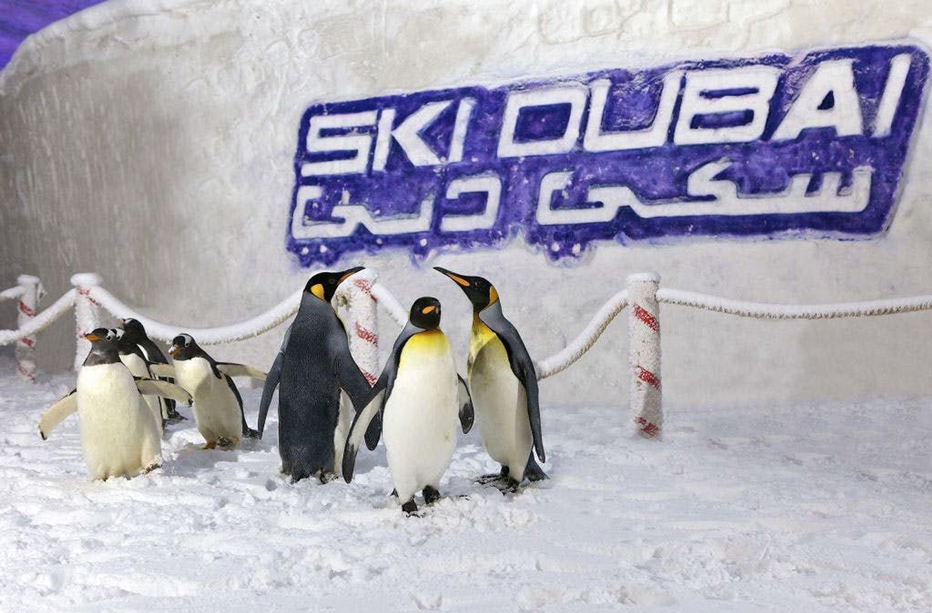 ENTRADA AL SKI DUBAI SNOW PARK