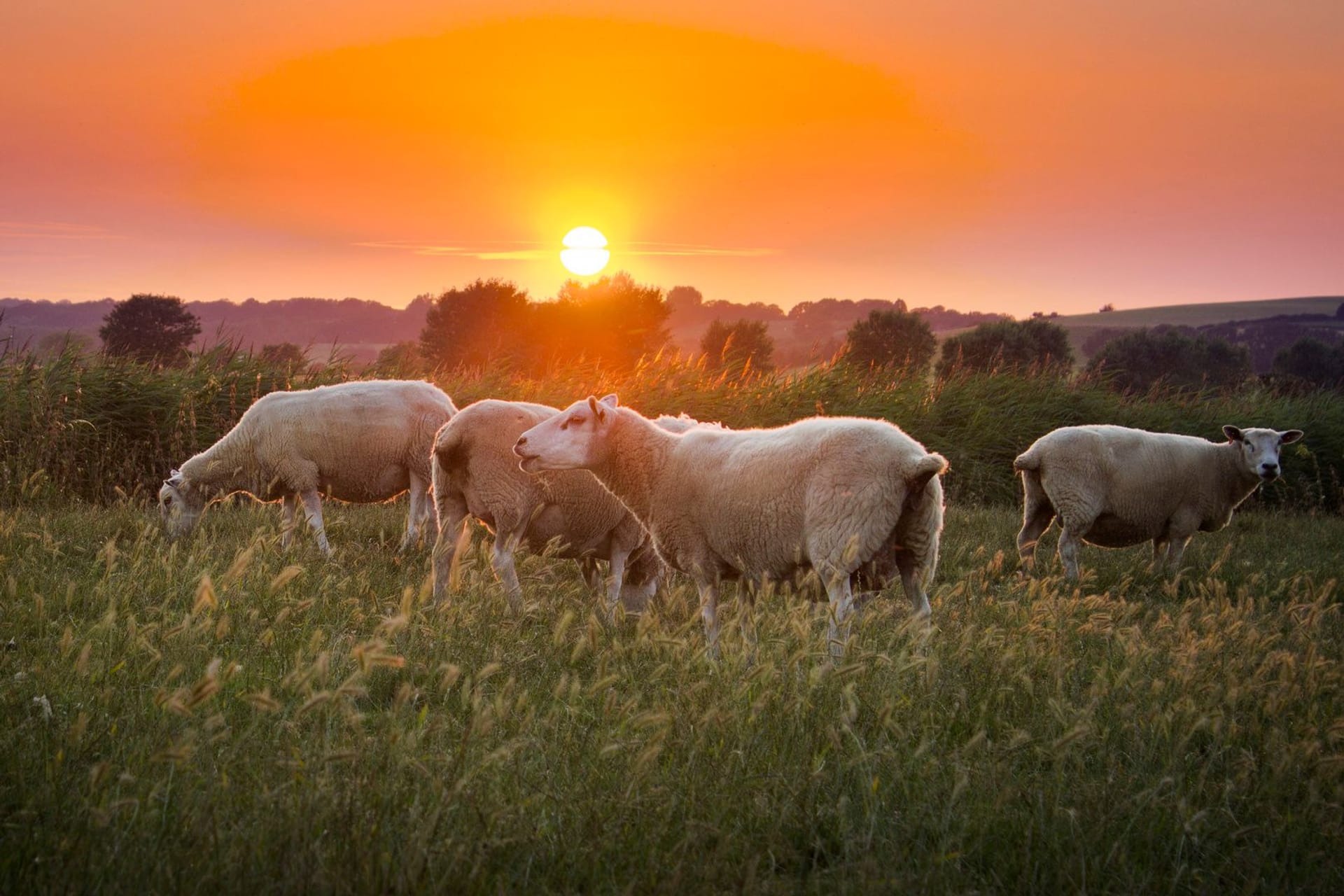 Flock of Sheeps on Ordu