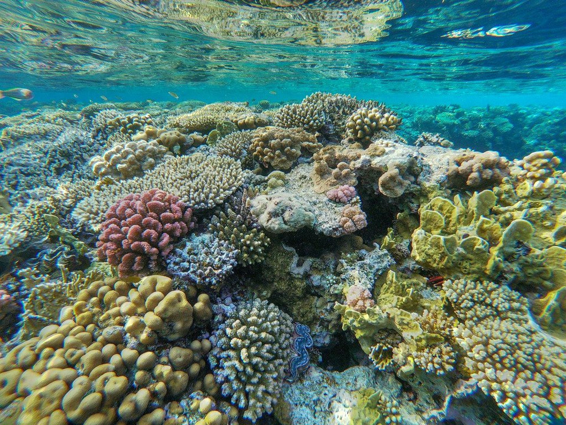 Snorkel in Sharm el Sheikh