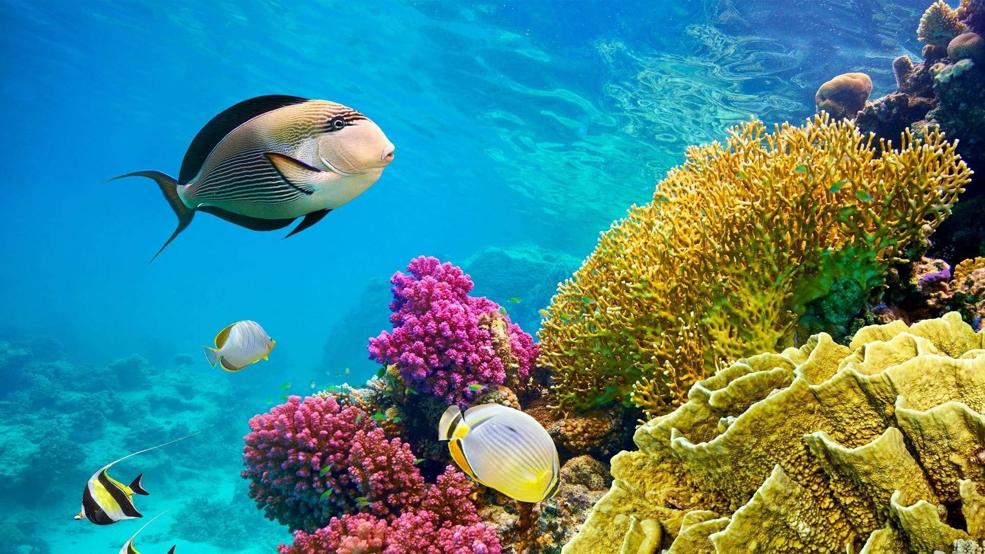 Corales en Marsa Alam