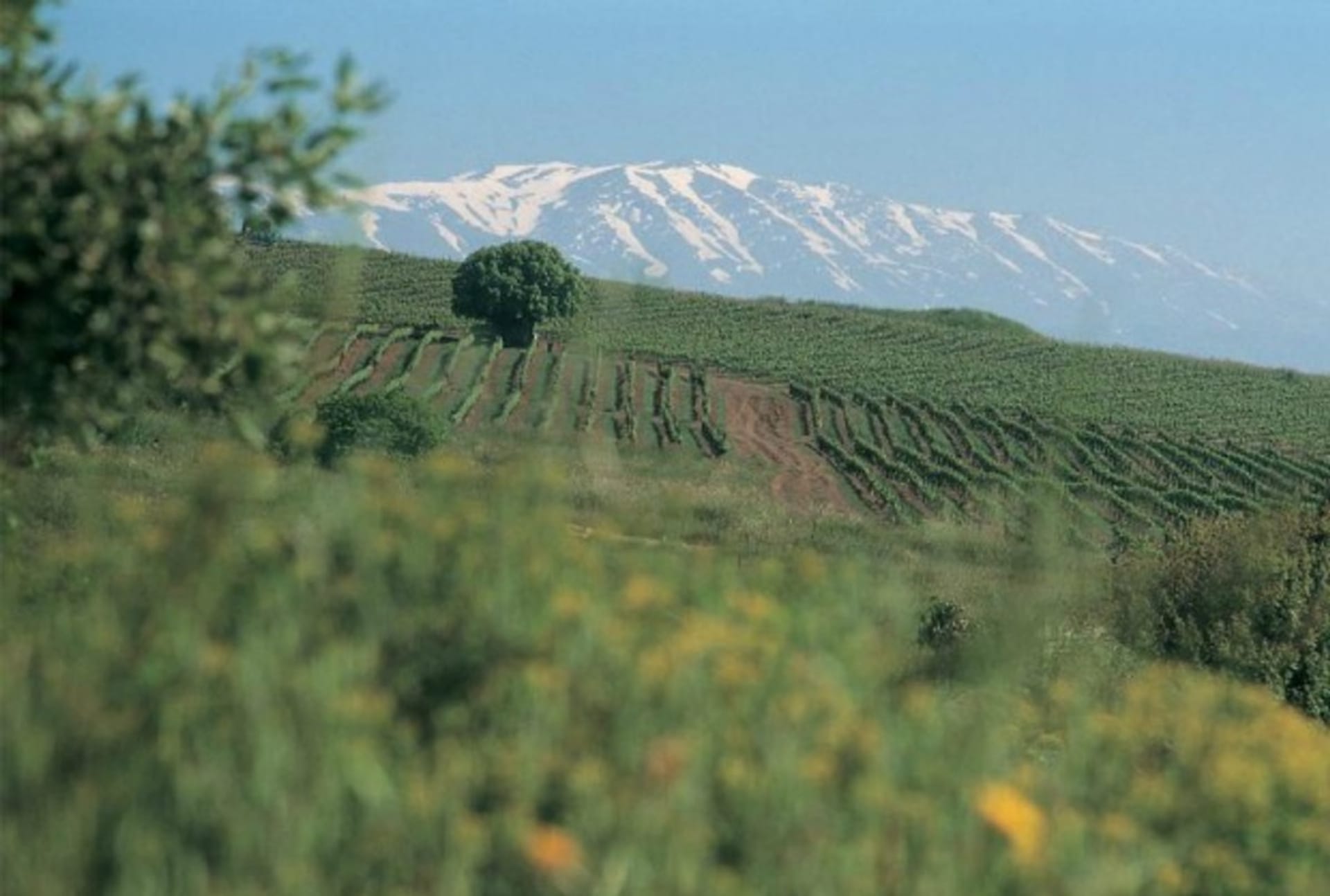 Golan Winery