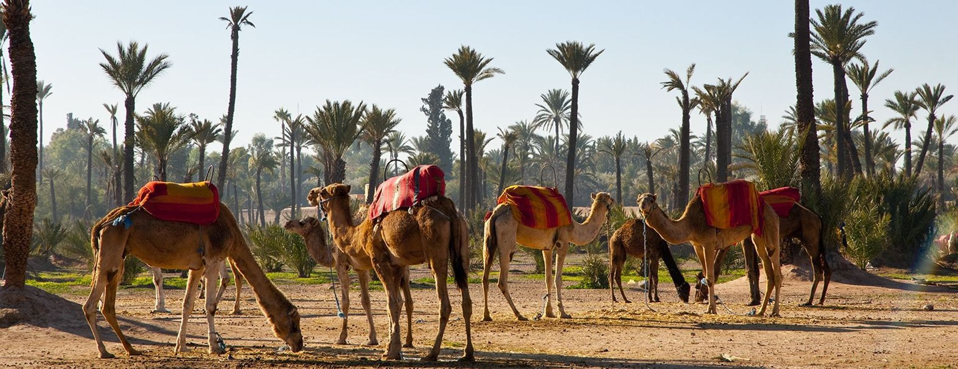 Palmeral en Marrakech