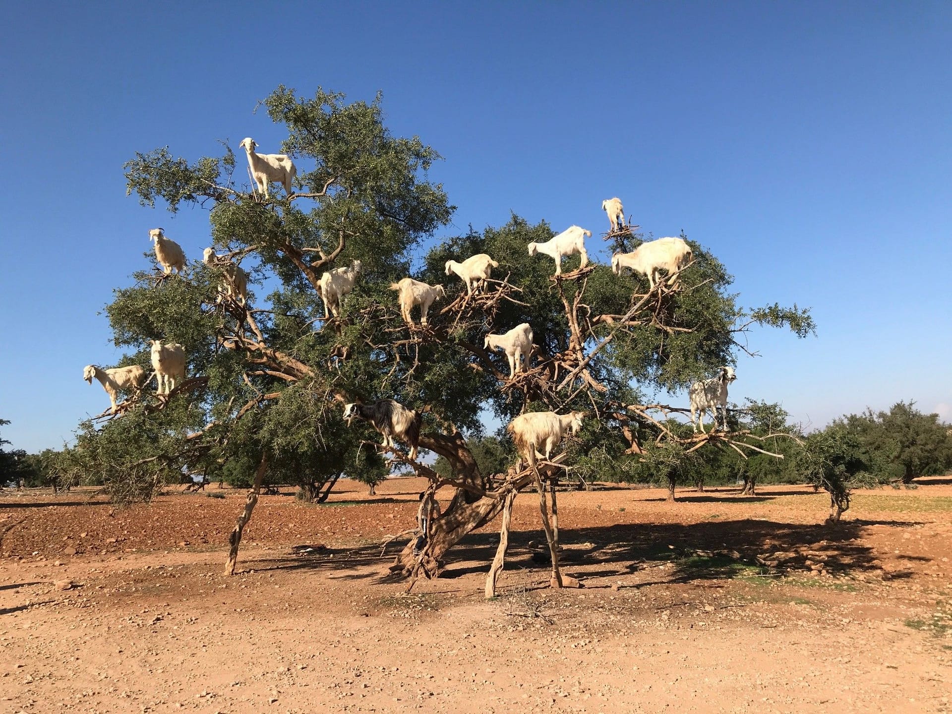 Cabras Marroquíes