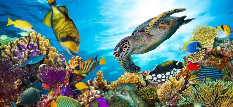 SHARM EL SHEIKH