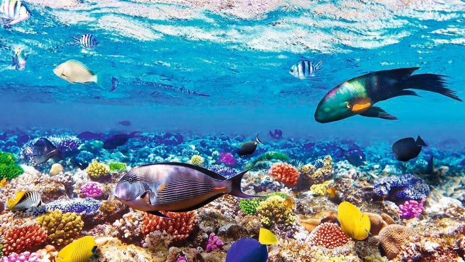 DÍA EN SHARM EL SHEIKH