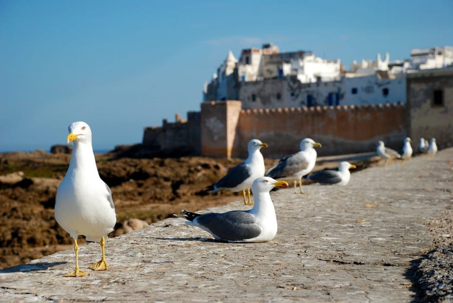 EXCURSIÓN A ESSAOUIRA DESDE MARRAKECH