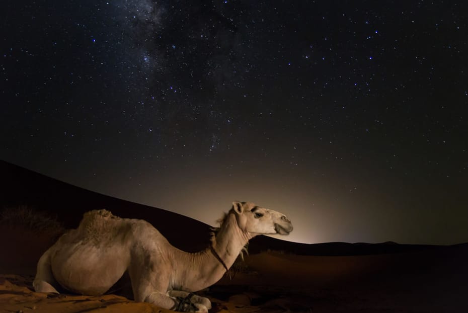 SAFARI EN EL DESIERTO Y CAMPAMENTO BEDUINO