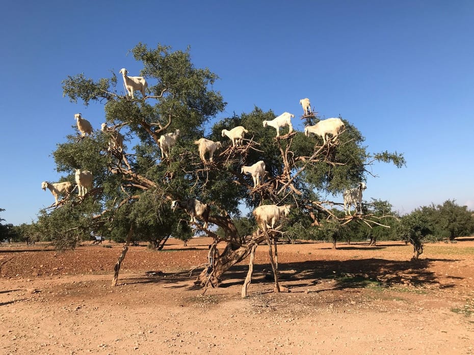 OUARZAZATE - ZAGORA