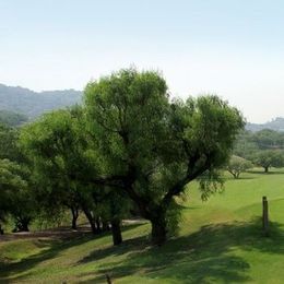 Club de Golf El Copal - Golf Course Information | Hole19