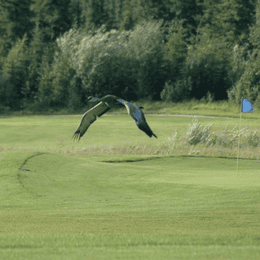 North Star Golf Club