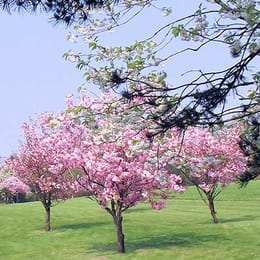 Ballochmyle Golf Club