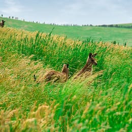 Growling Frog Golf Course