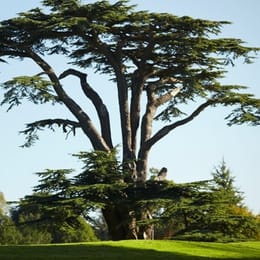 Golf At Goodwood (Park)