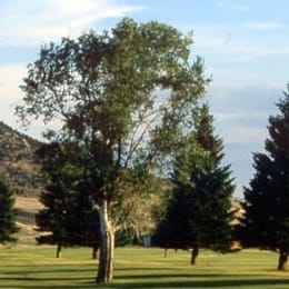 White Pine Golf Course