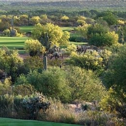 We-Ko-Pa Golf Club (Saguaro)