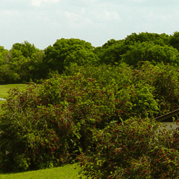 Summerfield Crossings Golf Club