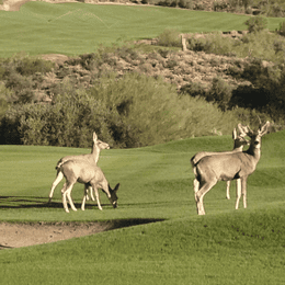 Gold Canyon Golf Resort (Dinosaur Mountain)