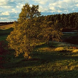 Mistwood Golf Course