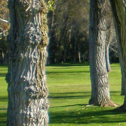 Cottonwood Golf Club (Ivanhoe)