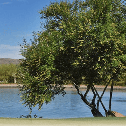 Tonto Verde Golf Club (Peaks)