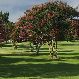 Cane Row Golf & Turf Club